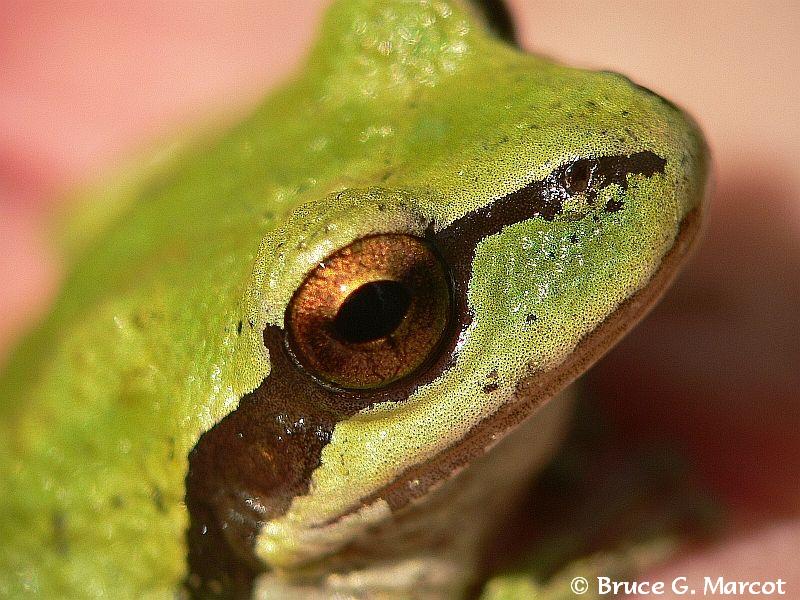 Color of the Tree Frog